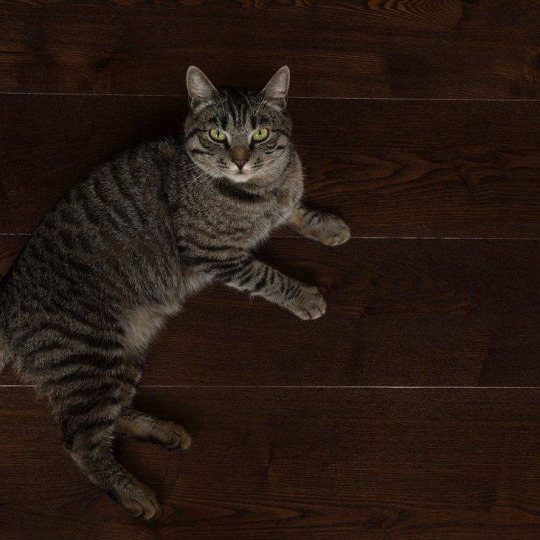 Массивная доска Amber Wood Amber Wood Ясень Кофе- фото 3