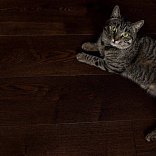 Массивная доска Amber Wood Amber Wood Ясень Кофе - 1