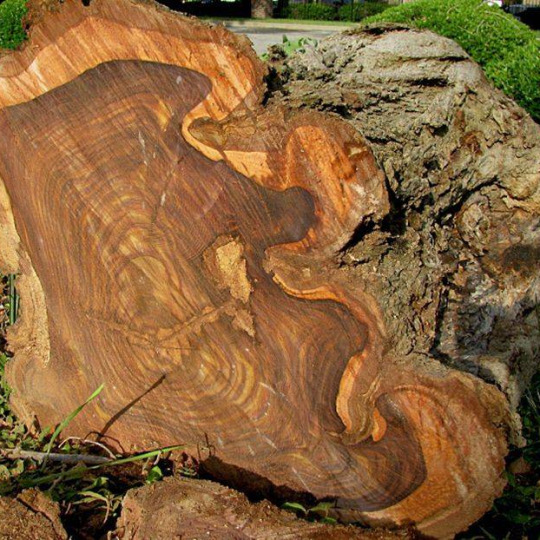 Штучный паркет  Штучный паркет Палисандр - фото 2