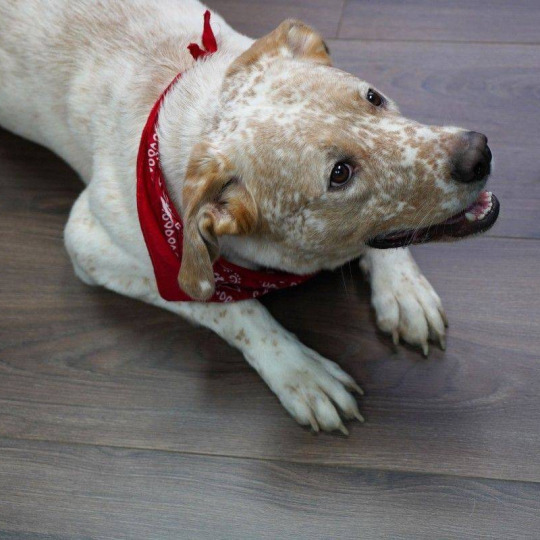 Ламинат Alloc Original Original 08530 Дуб Манхэттен - фото 2